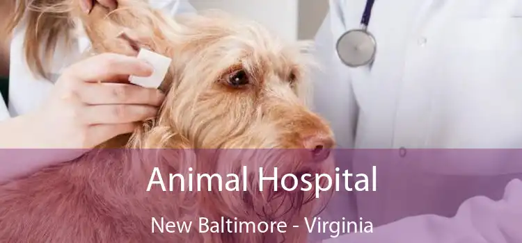 Animal Hospital New Baltimore - Virginia