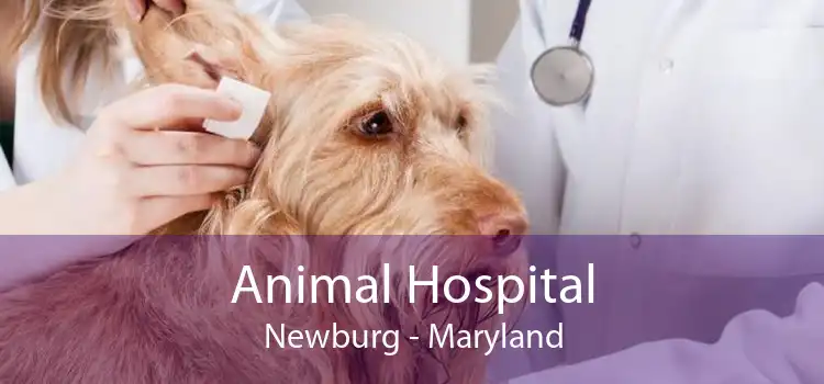 Animal Hospital Newburg - Maryland