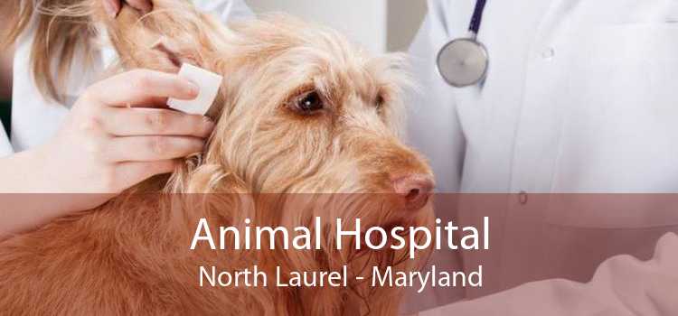 Animal Hospital North Laurel - Maryland