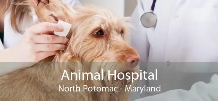 Animal Hospital North Potomac - Maryland