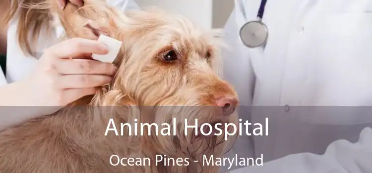 Animal Hospital Ocean Pines - Maryland