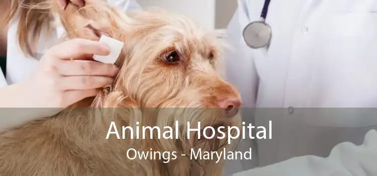 Animal Hospital Owings - Maryland