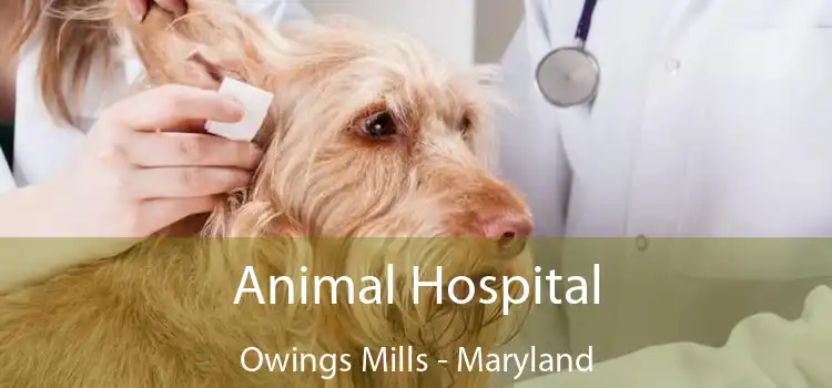 Animal Hospital Owings Mills - Maryland