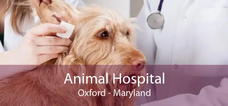 Animal Hospital Oxford - Maryland