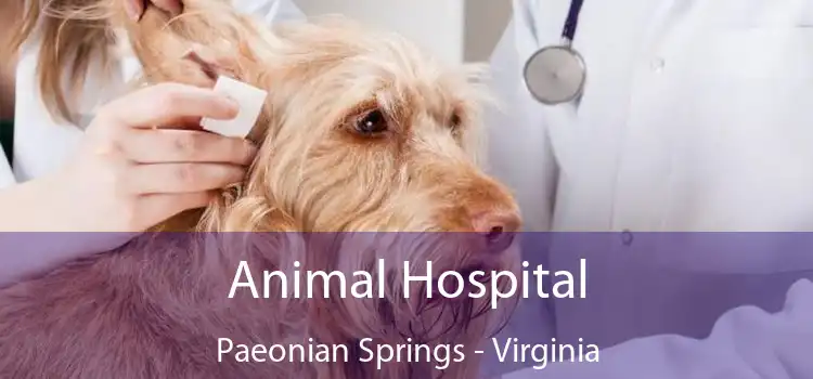 Animal Hospital Paeonian Springs - Virginia