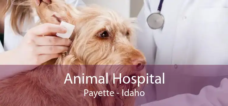 Animal Hospital Payette - Idaho