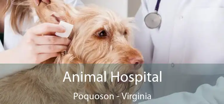 Animal Hospital Poquoson - Virginia