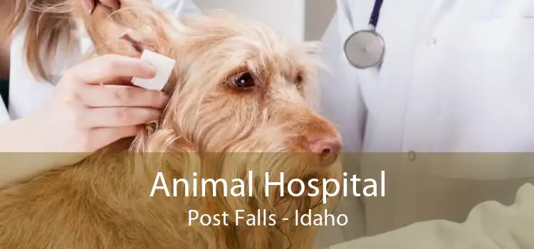Animal Hospital Post Falls - Idaho