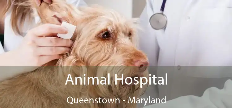 Animal Hospital Queenstown - Maryland