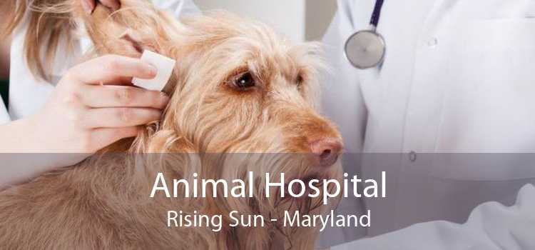 Animal Hospital Rising Sun - Maryland