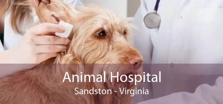 Animal Hospital Sandston - Virginia