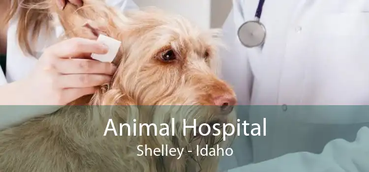 Animal Hospital Shelley - Idaho