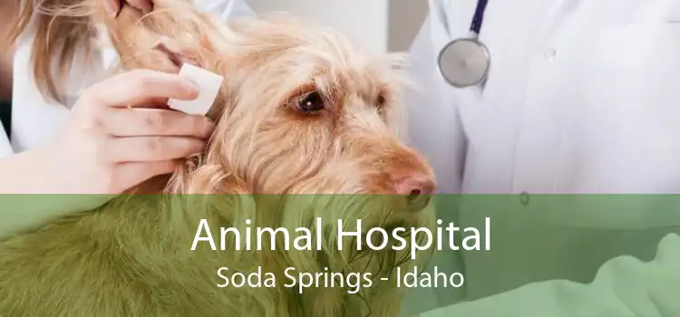 Animal Hospital Soda Springs - Idaho
