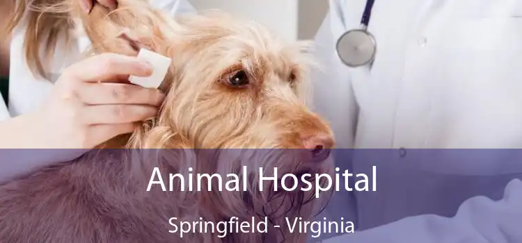 Animal Hospital Springfield - Virginia