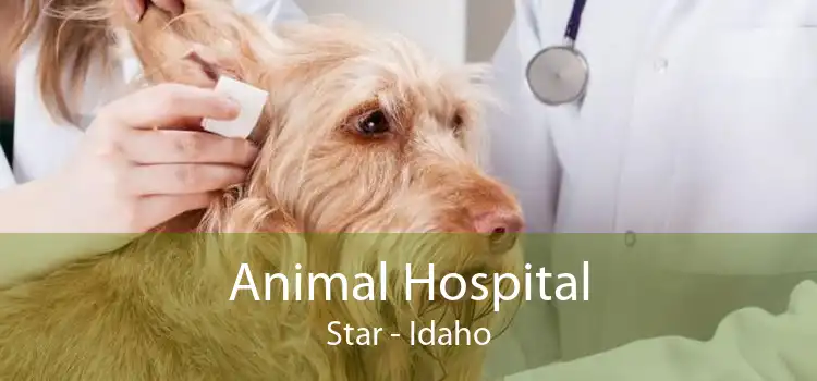 Animal Hospital Star - Idaho