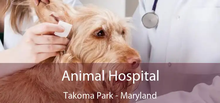 Animal Hospital Takoma Park - Maryland