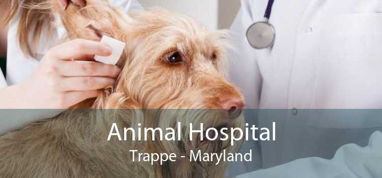 Animal Hospital Trappe - Maryland