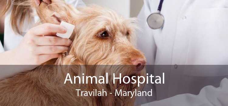Animal Hospital Travilah - Maryland