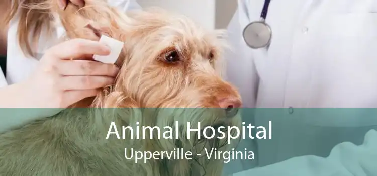 Animal Hospital Upperville - Virginia