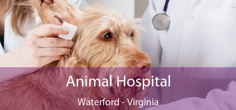 Animal Hospital Waterford - Virginia