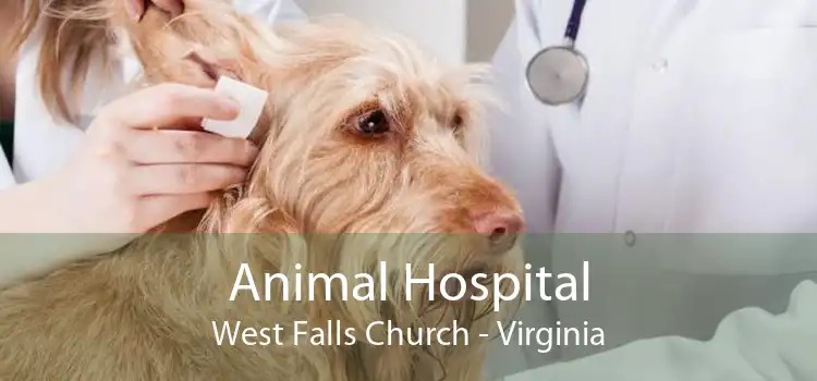 Animal Hospital West Falls Church - Virginia