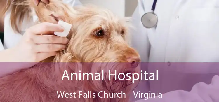 Animal Hospital West Falls Church - Virginia