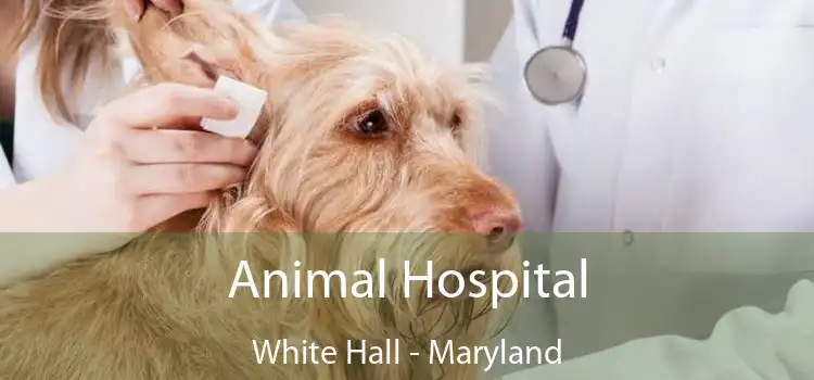 Animal Hospital White Hall - Maryland