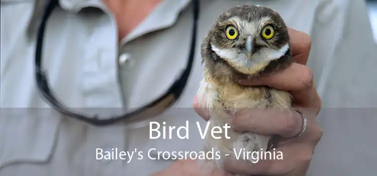 Bird Vet Bailey's Crossroads - Virginia