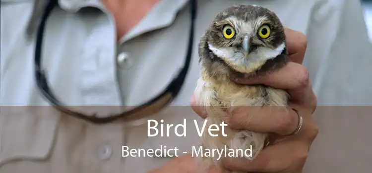 Bird Vet Benedict - Maryland