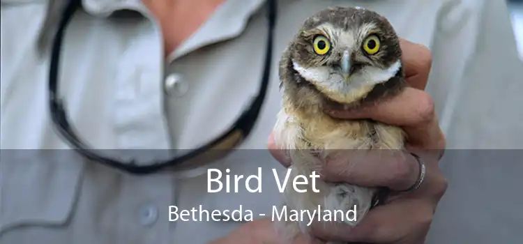 Bird Vet Bethesda - Maryland