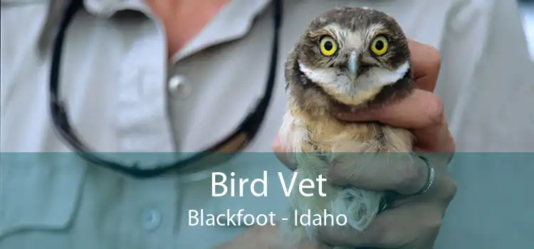 Bird Vet Blackfoot - Idaho