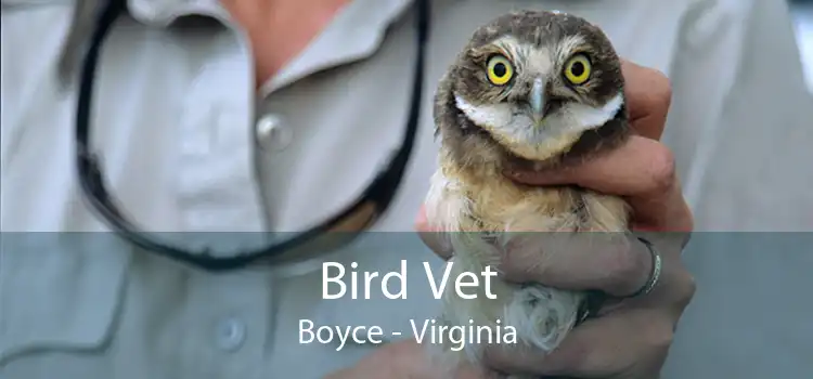 Bird Vet Boyce - Virginia