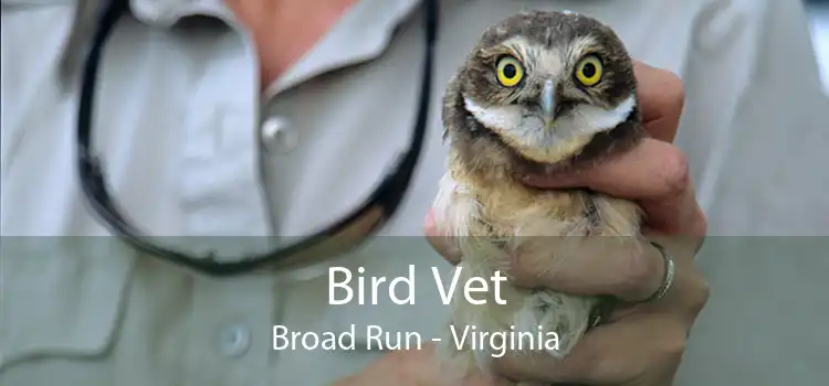 Bird Vet Broad Run - Virginia