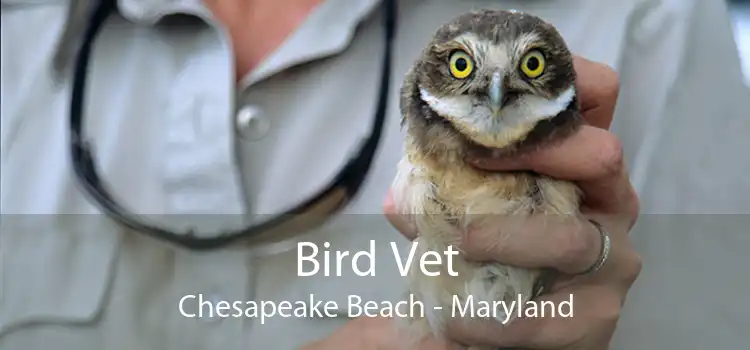 Bird Vet Chesapeake Beach - Maryland