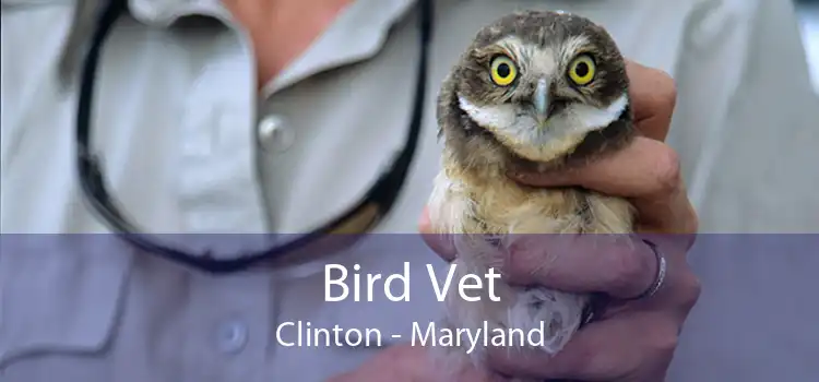 Bird Vet Clinton - Maryland