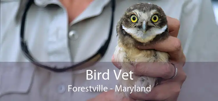 Bird Vet Forestville - Maryland