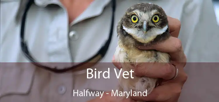 Bird Vet Halfway - Maryland