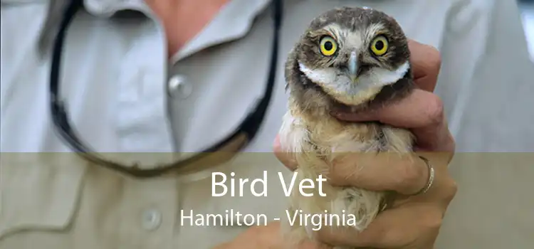 Bird Vet Hamilton - Virginia