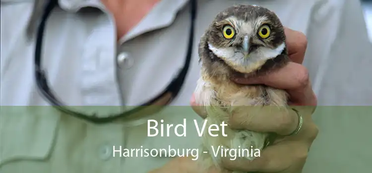 Bird Vet Harrisonburg - Virginia