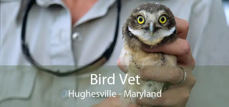 Bird Vet Hughesville - Maryland