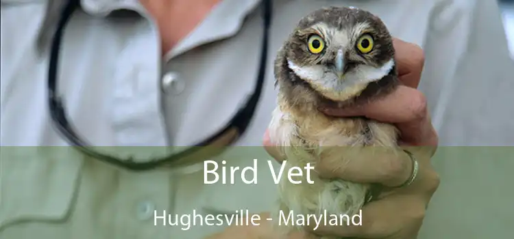 Bird Vet Hughesville - Maryland