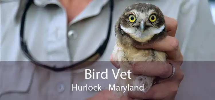 Bird Vet Hurlock - Maryland