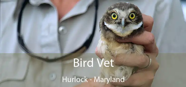 Bird Vet Hurlock - Maryland