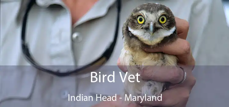 Bird Vet Indian Head - Maryland