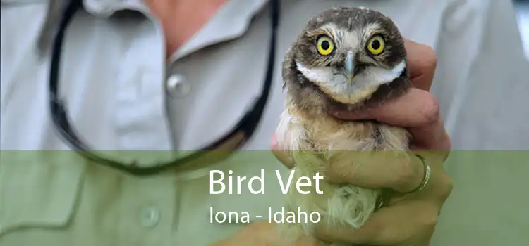 Bird Vet Iona - Idaho