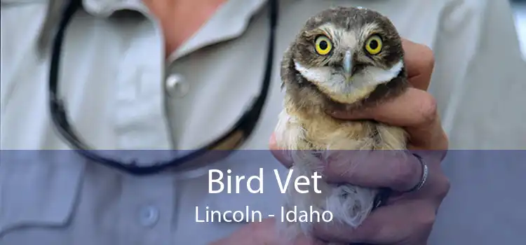 Bird Vet Lincoln - Idaho