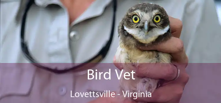 Bird Vet Lovettsville - Virginia
