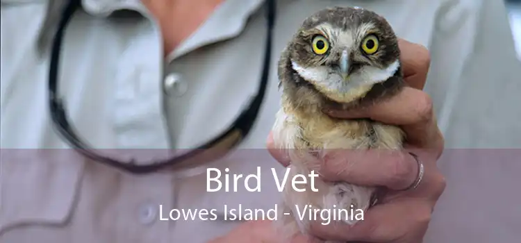 Bird Vet Lowes Island - Virginia