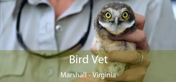 Bird Vet Marshall - Virginia
