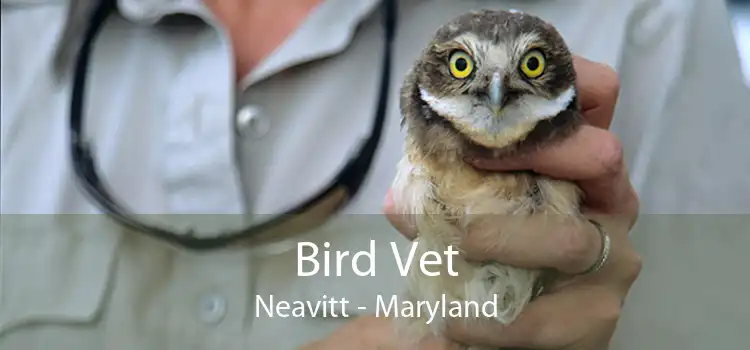 Bird Vet Neavitt - Maryland